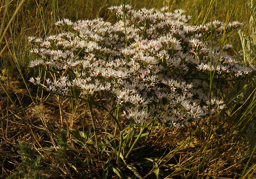  Бессера (Goniolimon besserianum)